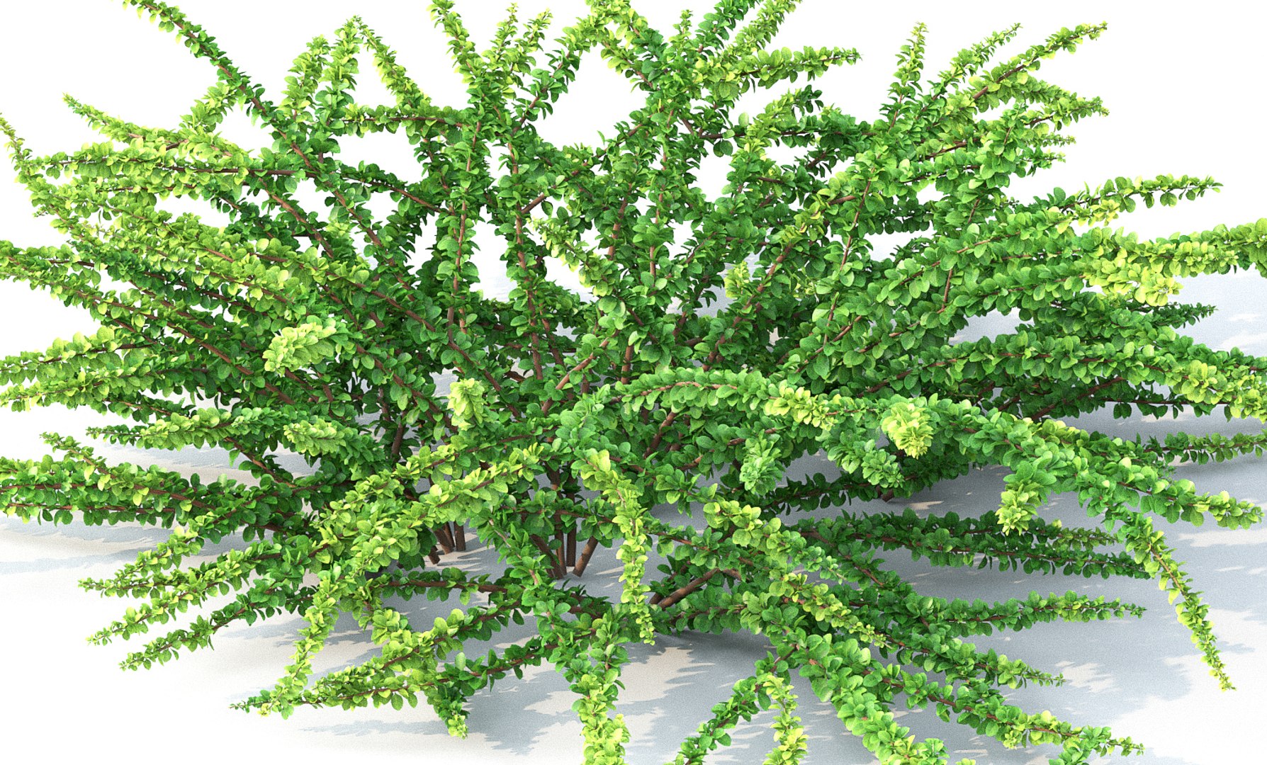 berberis green carpet model https://p.turbosquid.com/ts-thumb/oB/auZ4Is/e1MNTc8S/2/jpg/1543002072/1920x1080/fit_q87/852c3c7dbfcd70122693931e556051d1eb34ac82/2.jpg