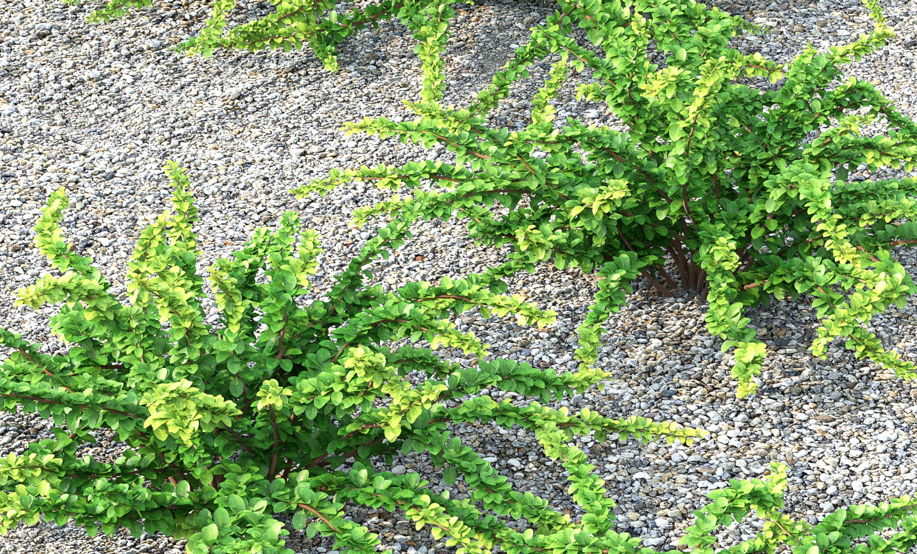 berberis green carpet model https://p.turbosquid.com/ts-thumb/oB/auZ4Is/gAlQO8UL/6/jpg/1543002324/1920x1080/fit_q87/e40298efacde092a457feb385f85a53886134464/6.jpg
