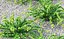 Berberis Tunbergii Green Carpet