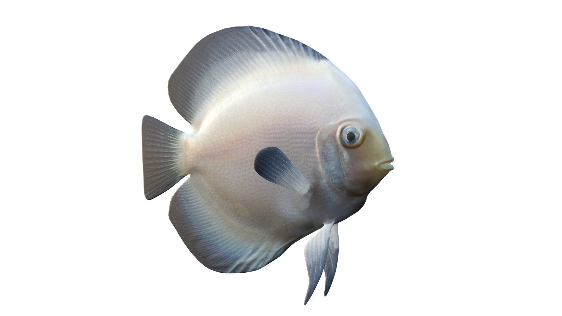 White Discus Fish 3D model https://p.turbosquid.com/ts-thumb/oB/bMyGqu/2k/whitediscus/jpg/1774437642/1920x1080/fit_q87/123304f3f9903ddc0084275fb3713ee8006babae/whitediscus.jpg
