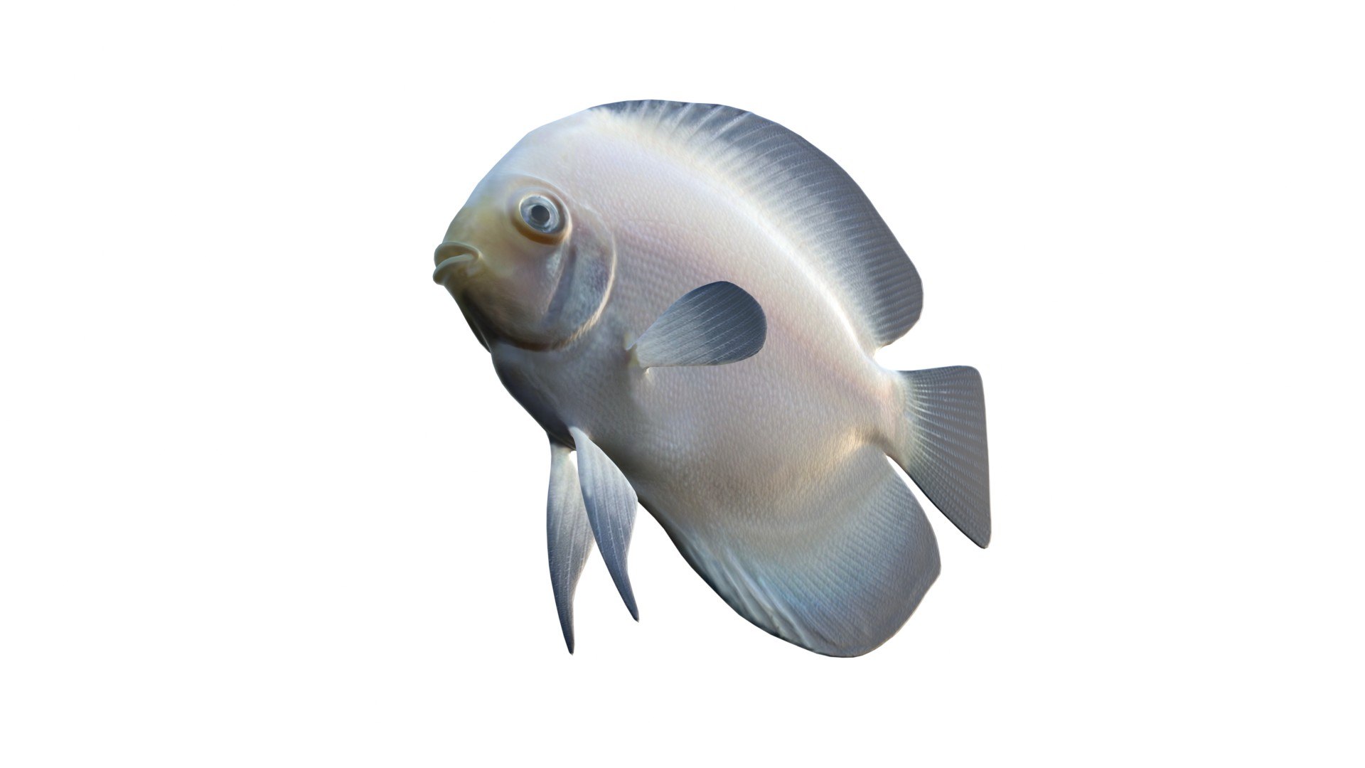 White Discus Fish 3D model https://p.turbosquid.com/ts-thumb/oB/bMyGqu/6o/5/jpg/1774437646/1920x1080/fit_q87/a1482b91317eb41900f8505a150b56b942bc8928/5.jpg