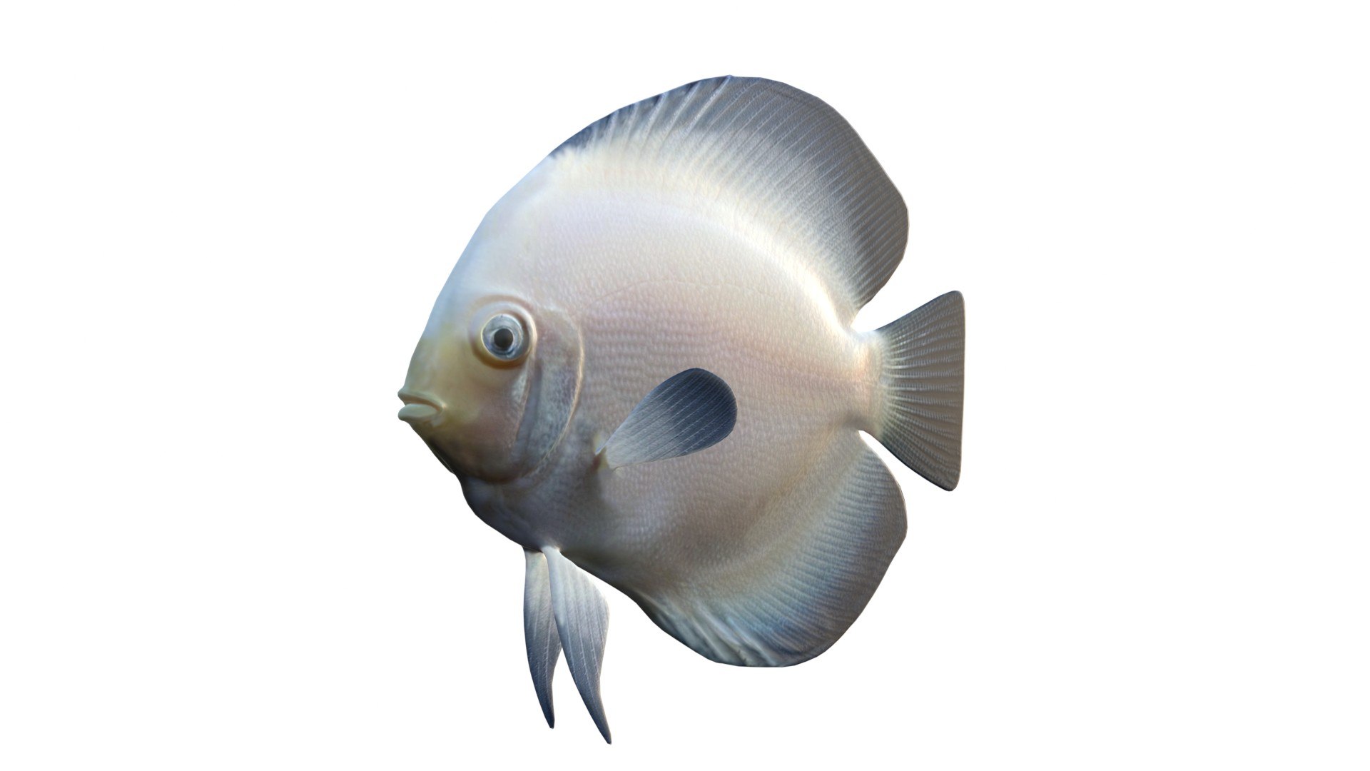 White Discus Fish 3D model https://p.turbosquid.com/ts-thumb/oB/bMyGqu/cj/4/jpg/1774437645/1920x1080/fit_q87/2173e00896cfb6fd8145638aabafce9e3a69f344/4.jpg