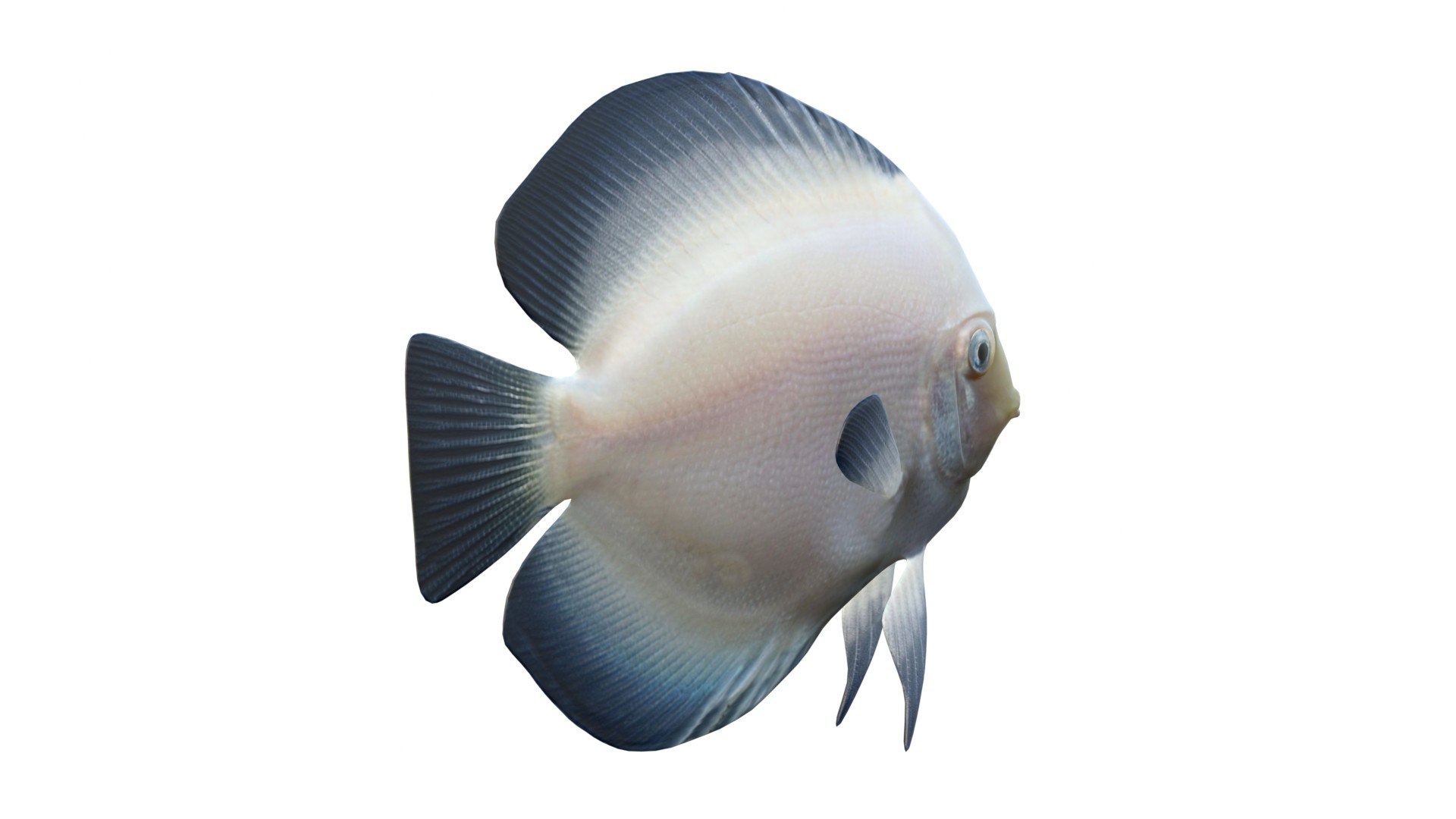 White Discus Fish 3D model https://p.turbosquid.com/ts-thumb/oB/bMyGqu/dZ/3/jpg/1774437645/1920x1080/fit_q87/5ad0fbb428d4333c091d8114ff6a1d18326a18d1/3.jpg