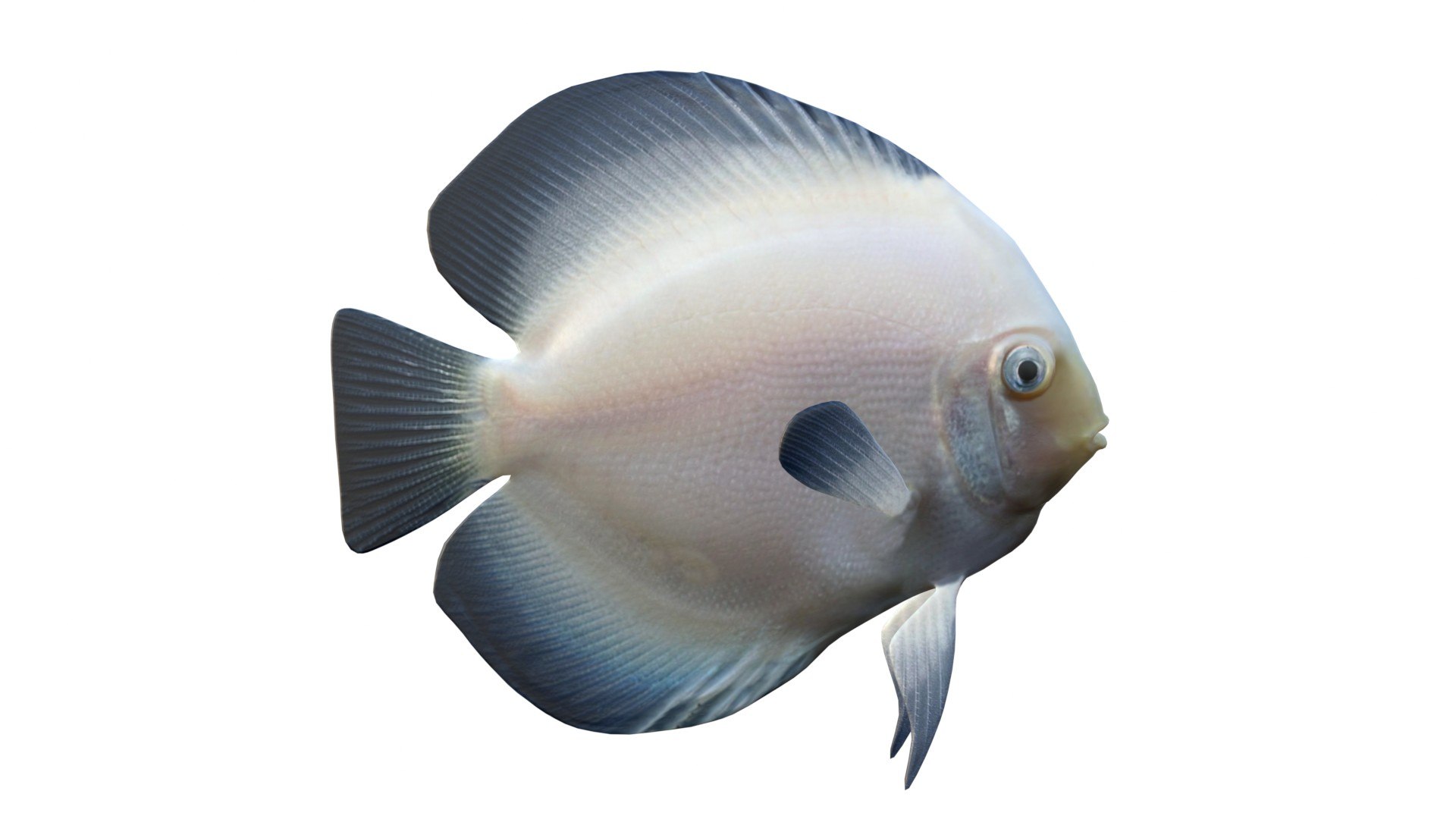 White Discus Fish 3D model https://p.turbosquid.com/ts-thumb/oB/bMyGqu/eG/2/jpg/1774437645/1920x1080/fit_q87/1efa56983883f7e2987e8629af6816e9d613f090/2.jpg