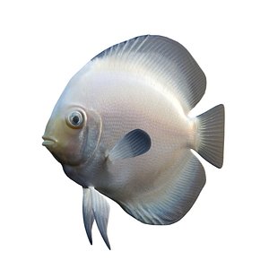 White Discus Fish