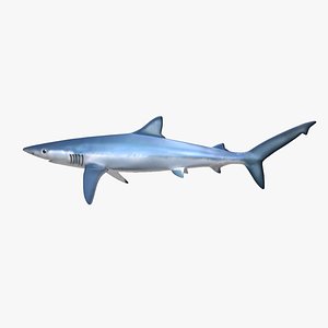blue shark 3d obj