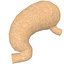 Human Stomach