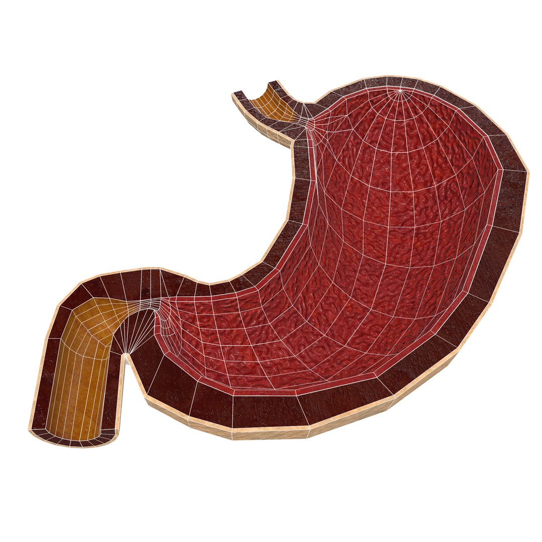human stomach 3D model https://p.turbosquid.com/ts-thumb/oB/jaNdBL/Aaw0Lepk/screenshot003/png/1577889310/1920x1080/fit_q87/30b419b1897f60b30528eb7cee262f5c7a81d918/screenshot003.jpg