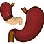 Human Stomach