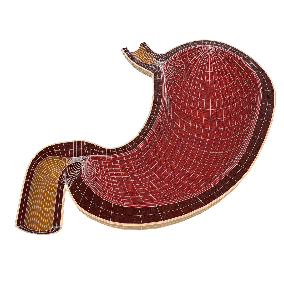 human stomach 3D model https://p.turbosquid.com/ts-thumb/oB/jaNdBL/QxozlV7Y/screenshot006/png/1577889310/1920x1080/fit_q87/50561e8fd323c1fc68008afdf7dee7abd597cbdd/screenshot006.jpg
