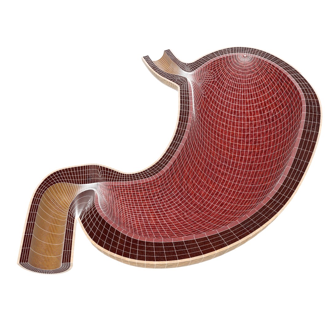 human stomach 3D model https://p.turbosquid.com/ts-thumb/oB/jaNdBL/Yckhf6rt/screenshot008/png/1577889310/1920x1080/fit_q87/9bd325effdf87e190669682f031c5aed2a262284/screenshot008.jpg