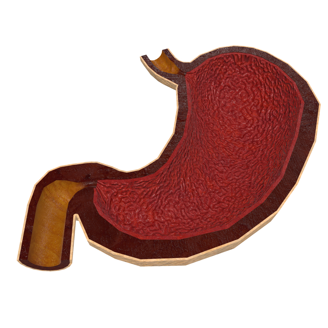 human stomach 3D model https://p.turbosquid.com/ts-thumb/oB/jaNdBL/cspXiU28/01/png/1577889375/1920x1080/turn_fit_q99/815e103744204696b2381c95bc9392f2ac280885/01-1.jpg