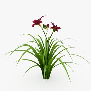3D hemerocallis plants flowers