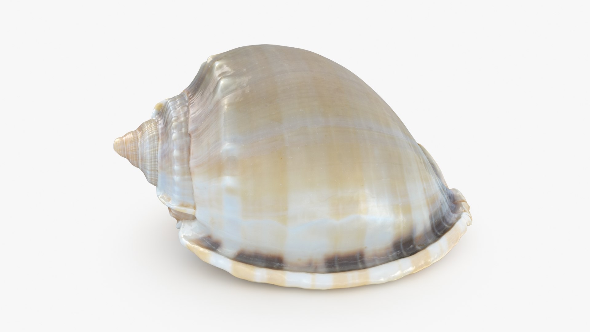 3D Seashells Collection 3 model https://p.turbosquid.com/ts-thumb/oC/Ds4fMK/14/phaliumglaucum_a0001/jpg/1757253578/1920x1080/fit_q87/6449ec00e59a083058e25df1d77b13b18aa1efb6/phaliumglaucum_a0001.jpg