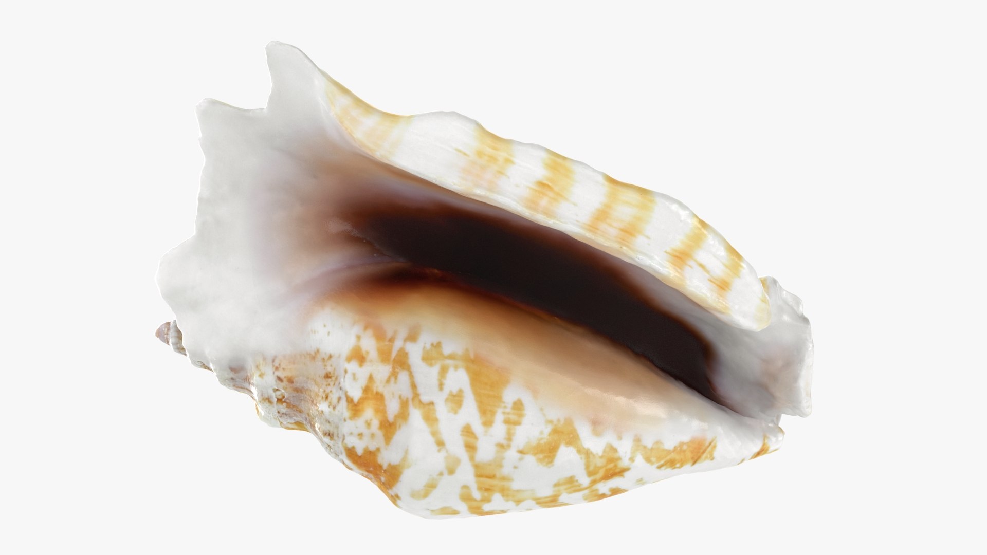 3D Seashells Collection 3 model https://p.turbosquid.com/ts-thumb/oC/Ds4fMK/1w/strombussinuatus1_a0001/jpg/1757253584/1920x1080/fit_q87/6af10b086c3f4928303bee156ce9111f5142d587/strombussinuatus1_a0001.jpg