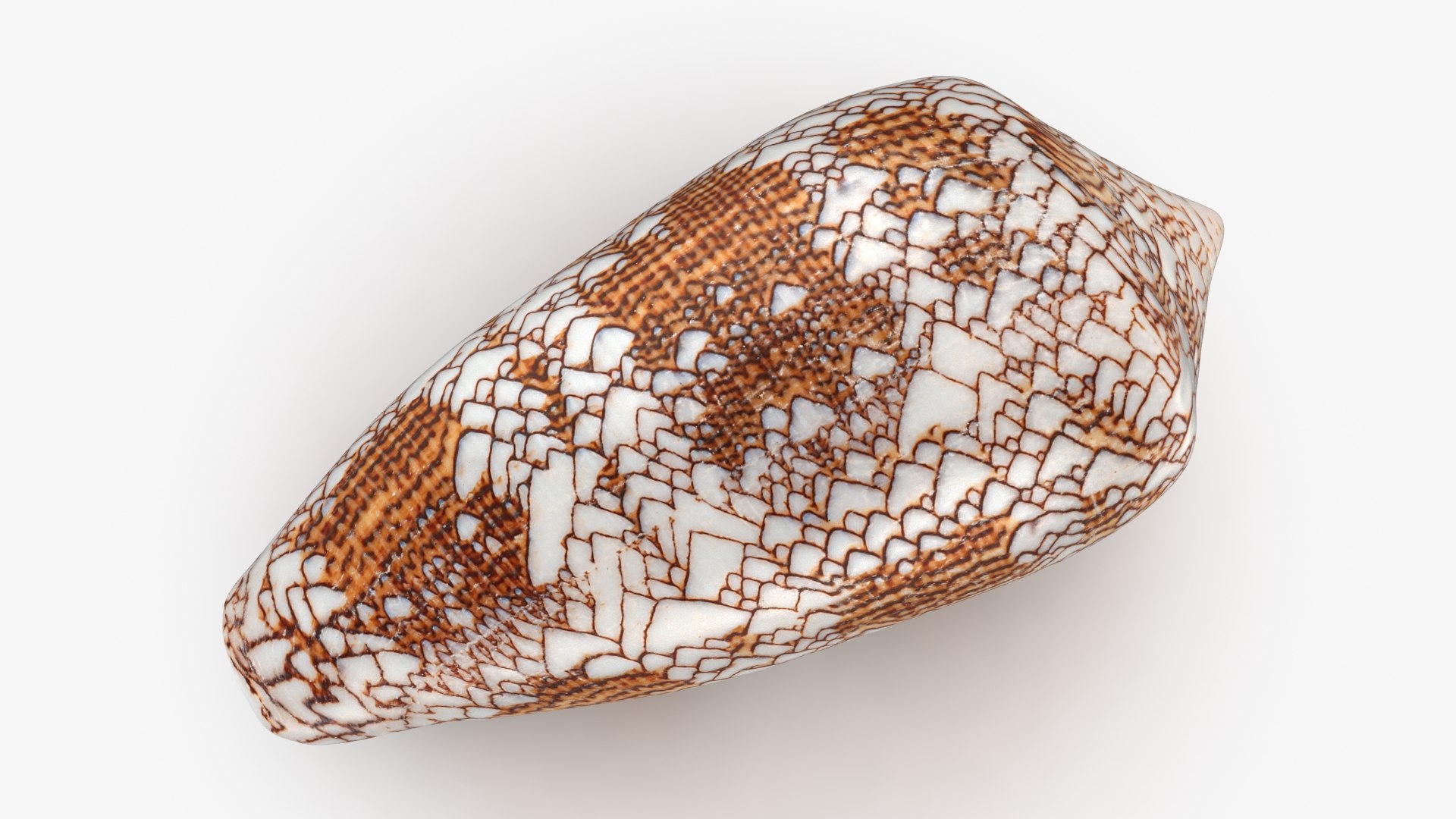 3D Seashells Collection 3 model https://p.turbosquid.com/ts-thumb/oC/Ds4fMK/2S/conustextile_b0004/jpg/1757253567/1920x1080/fit_q87/8e867dd38b284be6c5af5739bd56e406ab5ea58a/conustextile_b0004.jpg