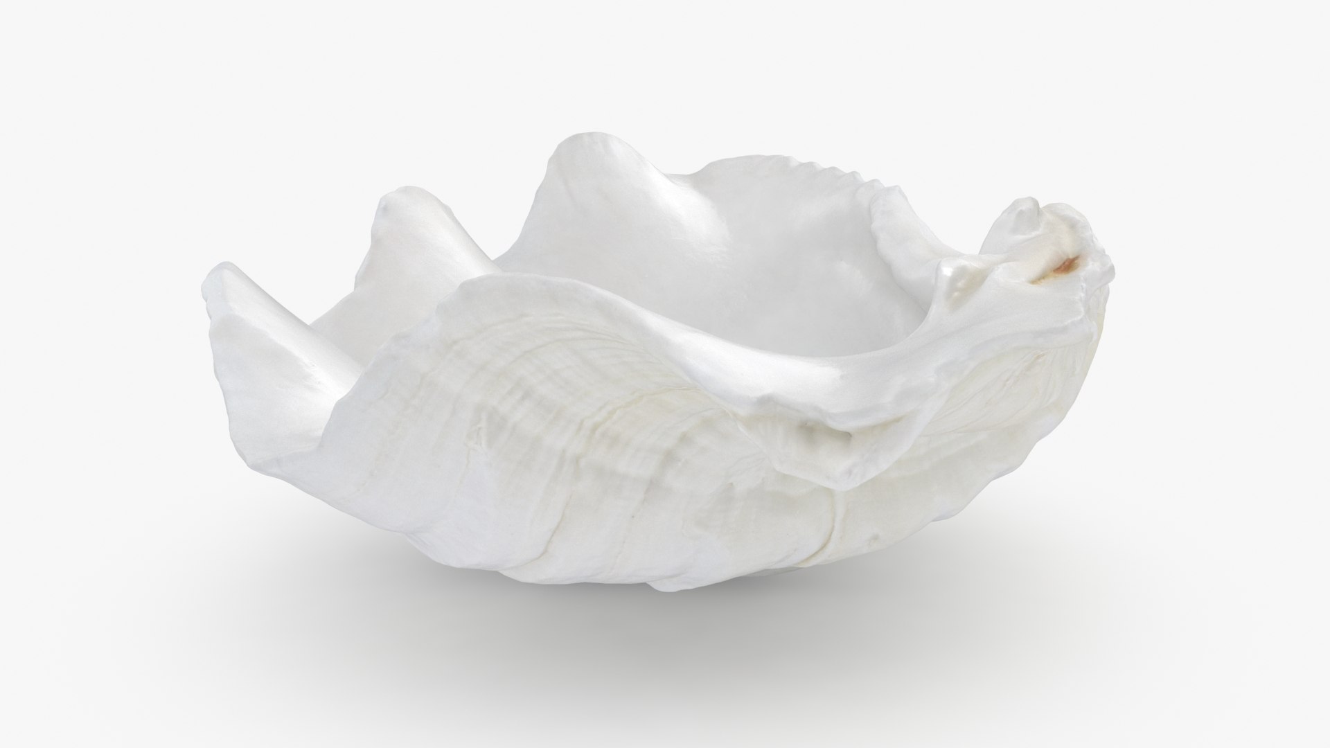 3D Seashells Collection 3 model https://p.turbosquid.com/ts-thumb/oC/Ds4fMK/5U/giantclam03_a0001/jpg/1757253573/1920x1080/fit_q87/93a2fd89803012993b3035de35b44fa3c05014a1/giantclam03_a0001.jpg