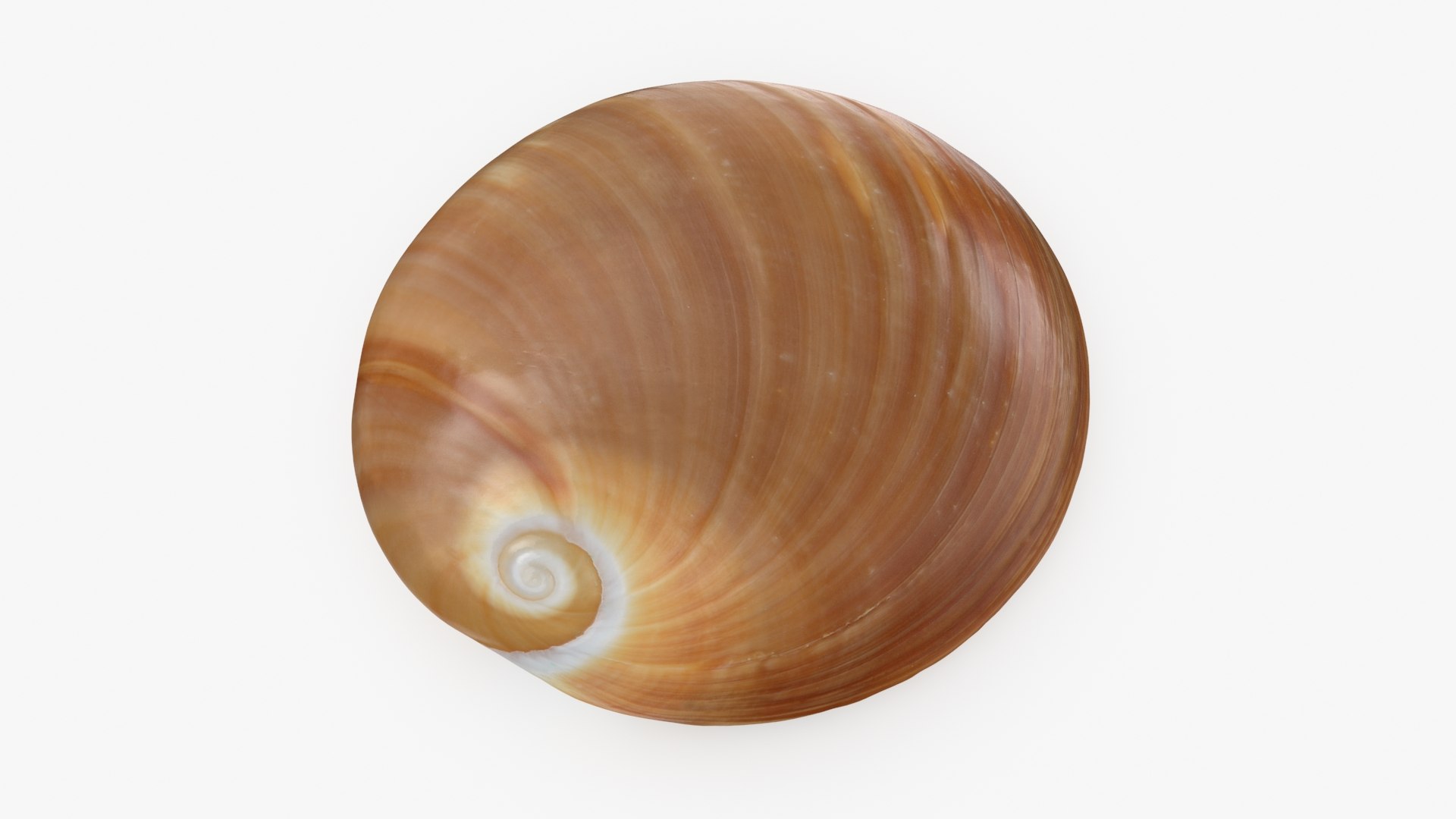 3D Seashells Collection 3 model https://p.turbosquid.com/ts-thumb/oC/Ds4fMK/9k/polinicesalbumen_a0001/jpg/1757253580/1920x1080/fit_q87/84056005807ce21e17c7f4e7c7b822b0ec515a5a/polinicesalbumen_a0001.jpg