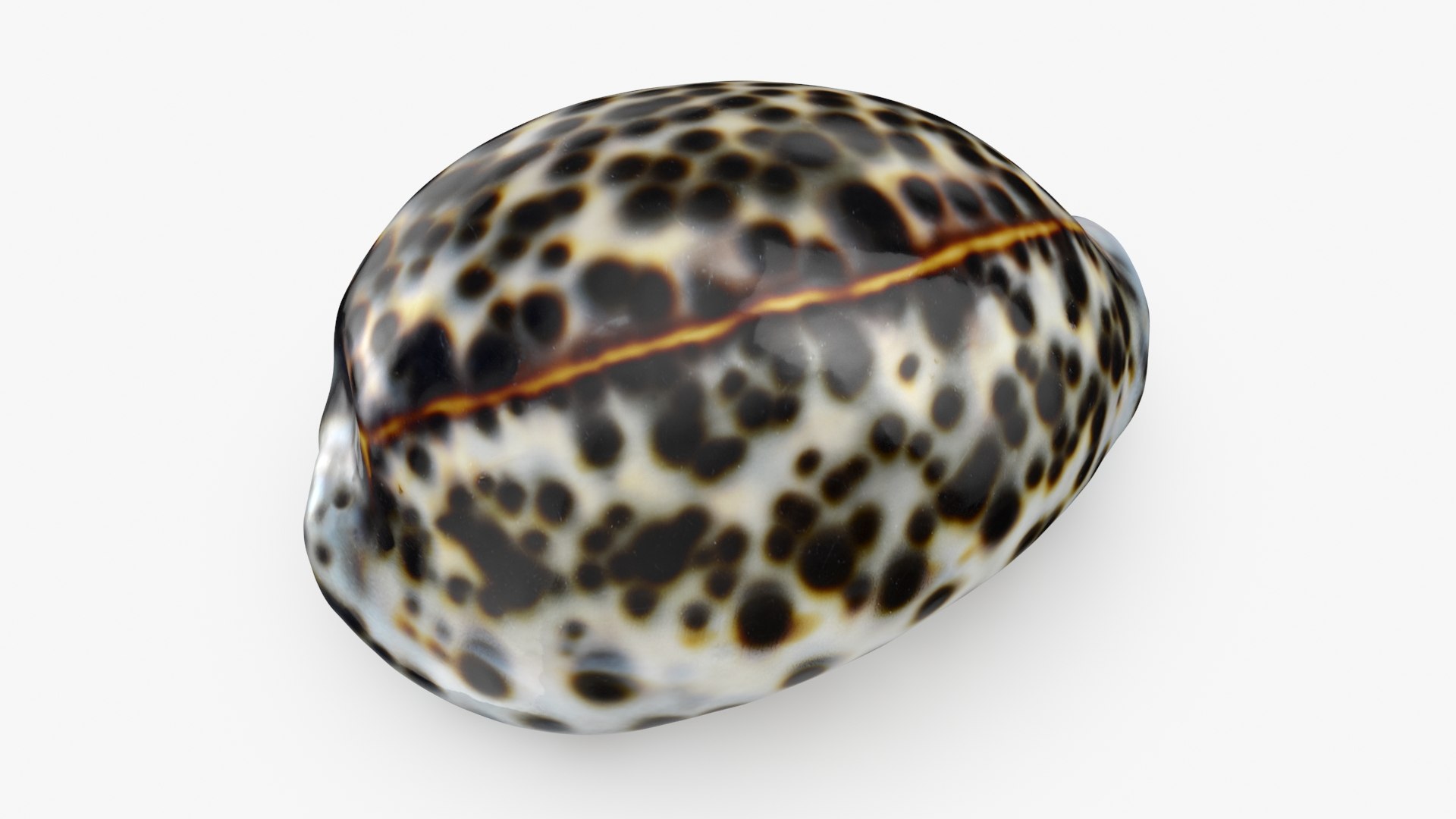 3D Seashells Collection 3 model https://p.turbosquid.com/ts-thumb/oC/Ds4fMK/Cq/cypraeatigris_a0001/jpg/1757253569/1920x1080/fit_q87/eea170f4a5cf1aae8a37d12d15b22c0c92f77cec/cypraeatigris_a0001.jpg
