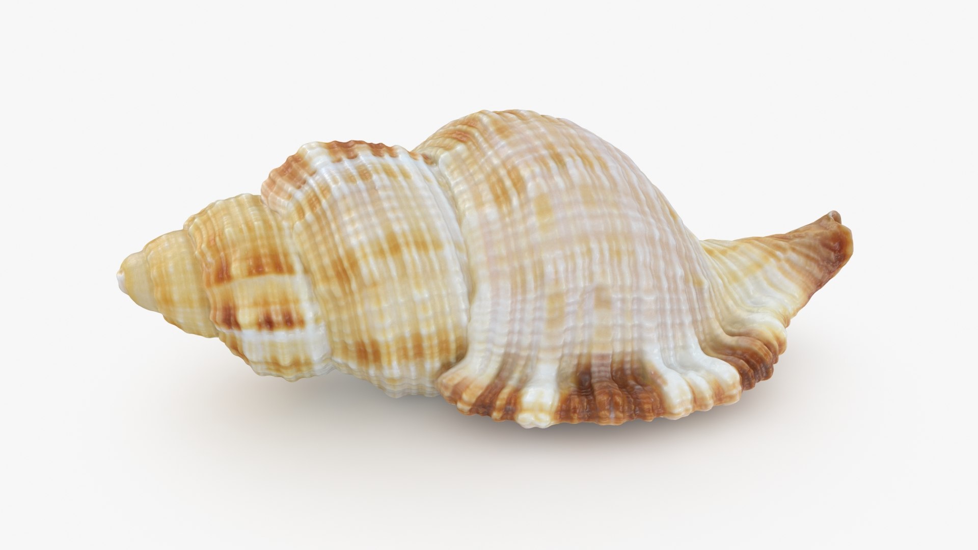 3D Seashells Collection 3 model https://p.turbosquid.com/ts-thumb/oC/Ds4fMK/D4/monoplexpilearis_b0000/jpg/1757253576/1920x1080/fit_q87/c5e712b3f606dcee16be98108a959394b27709d1/monoplexpilearis_b0000.jpg