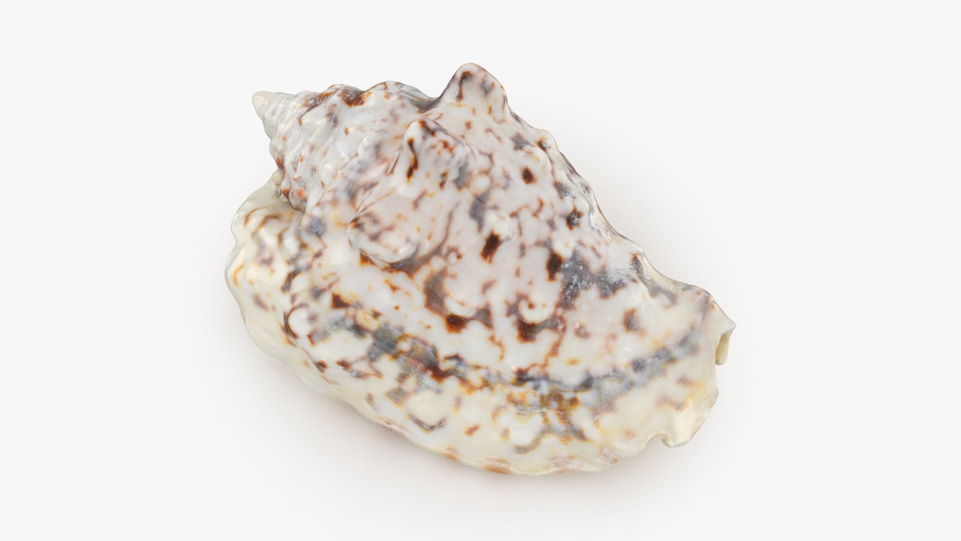 3D Seashells Collection 3 model https://p.turbosquid.com/ts-thumb/oC/Ds4fMK/E0/lentigolentiginosus_b0000/jpg/1757253574/1920x1080/fit_q87/38ca30f82d656b04694b6c64ebf20af4c1ad315f/lentigolentiginosus_b0000.jpg