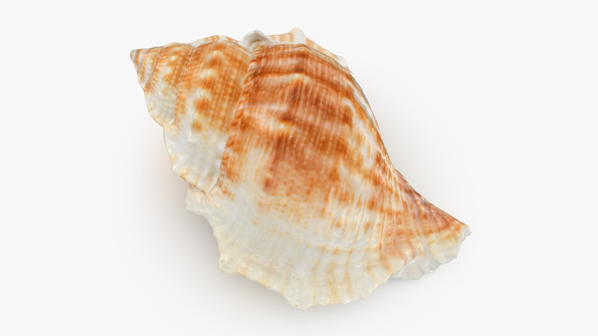 3D Seashells Collection 3 model https://p.turbosquid.com/ts-thumb/oC/Ds4fMK/G9/bufonariarana_b0000/jpg/1757253562/1920x1080/fit_q87/df31f44fcccd11110e0df2e24ce87b98cb09ec38/bufonariarana_b0000.jpg