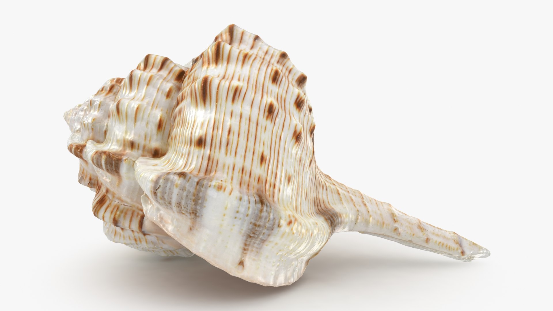3D Seashells Collection 3 model https://p.turbosquid.com/ts-thumb/oC/Ds4fMK/Gn/cymatiumcaudatum_b0000/jpg/1757253568/1920x1080/fit_q87/35e3dc484815dee624a9dd1f3c3283e355cc3157/cymatiumcaudatum_b0000.jpg