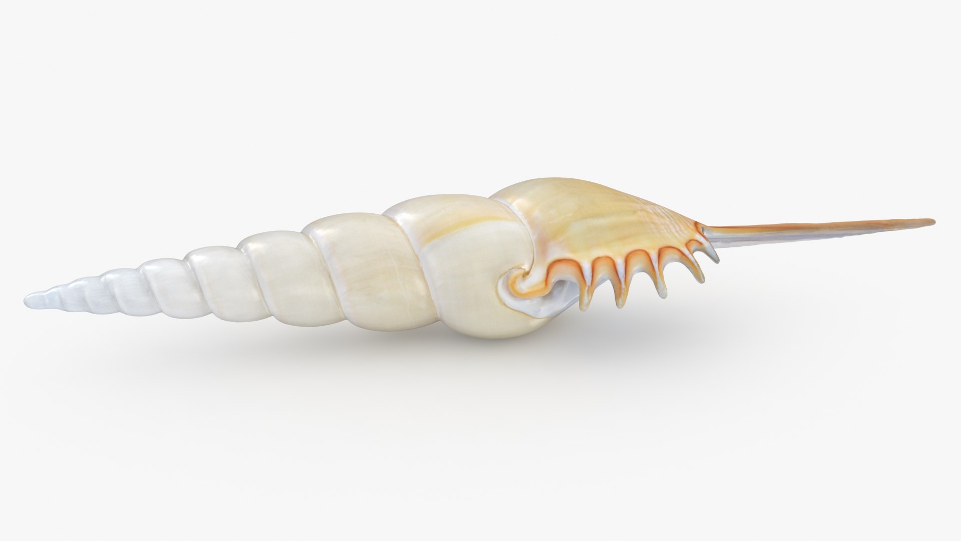 3D Seashells Collection 3 model https://p.turbosquid.com/ts-thumb/oC/Ds4fMK/IR/tibiafusus_b0000/jpg/1757253585/1920x1080/fit_q87/fd101c4747c3ad5c6da092b3d49479ae950c6c8d/tibiafusus_b0000.jpg