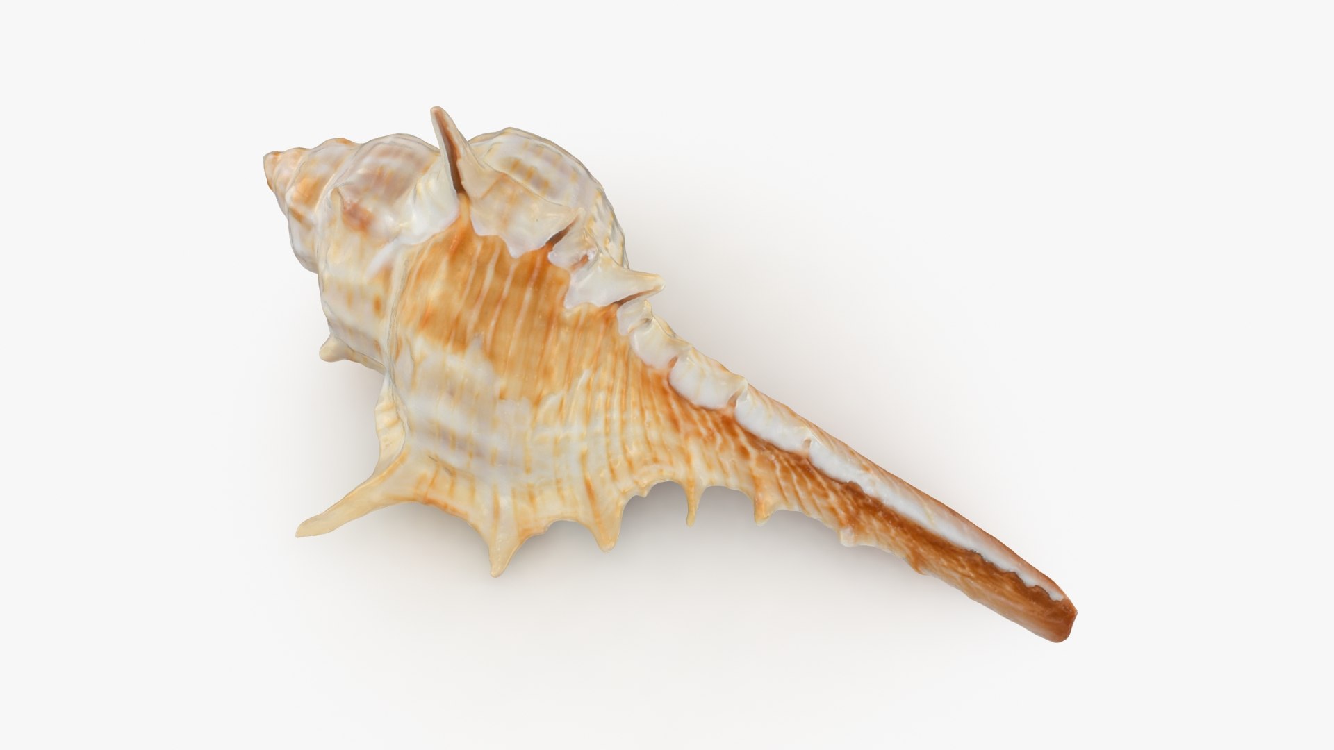 3D Seashells Collection 3 model https://p.turbosquid.com/ts-thumb/oC/Ds4fMK/OG/murexcarbonnieri_b0000/jpg/1757253576/1920x1080/fit_q87/7f0d677dad5b7a6704eac889220bb06e5fd891f3/murexcarbonnieri_b0000.jpg
