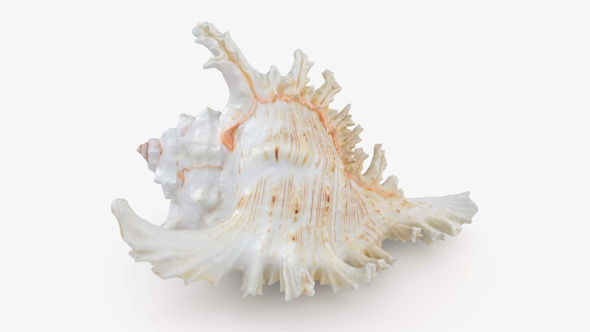 3D Seashells Collection 3 model https://p.turbosquid.com/ts-thumb/oC/Ds4fMK/PB/ramosemurex_a0001/jpg/1757253581/1920x1080/fit_q87/387abaed33c04c62232513297788a32f6ff52bb3/ramosemurex_a0001.jpg