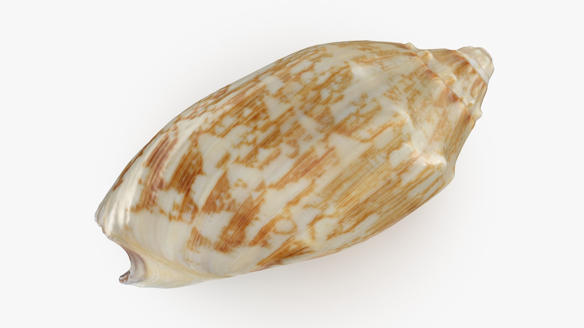 3D Seashells Collection 3 model https://p.turbosquid.com/ts-thumb/oC/Ds4fMK/Q7/cymbiolamariaemma_a0001/jpg/1757253568/1920x1080/fit_q87/0102851857d70e4e623fd977f410f04509dcb4ec/cymbiolamariaemma_a0001.jpg