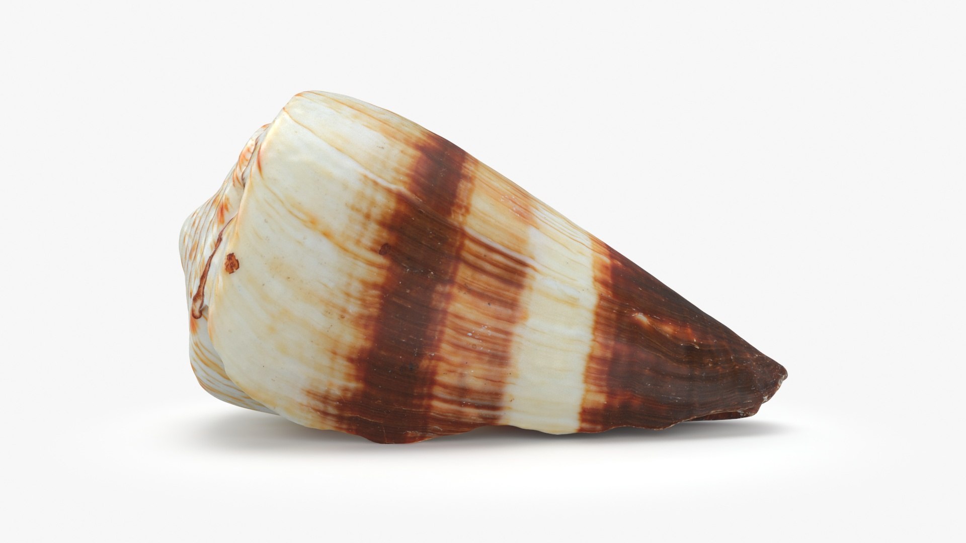 3D Seashells Collection 3 model https://p.turbosquid.com/ts-thumb/oC/Ds4fMK/Tw/conusmiles_a0001/jpg/1757253566/1920x1080/fit_q87/5df5be3c4d8224e2fd0f3e423443451b5a890b69/conusmiles_a0001.jpg