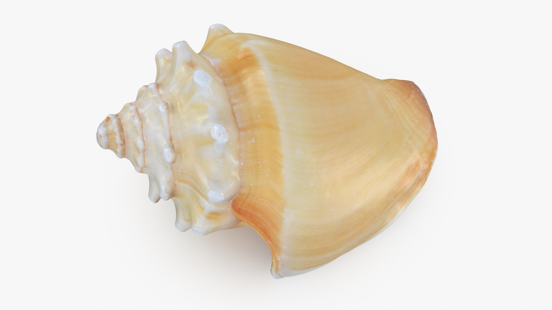 3D Seashells Collection 3 model https://p.turbosquid.com/ts-thumb/oC/Ds4fMK/YJ/strombusalatus_a0001/jpg/1757253584/1920x1080/fit_q87/cb0e55b986a8a1eb2d19bd2e3adab2698838331b/strombusalatus_a0001.jpg