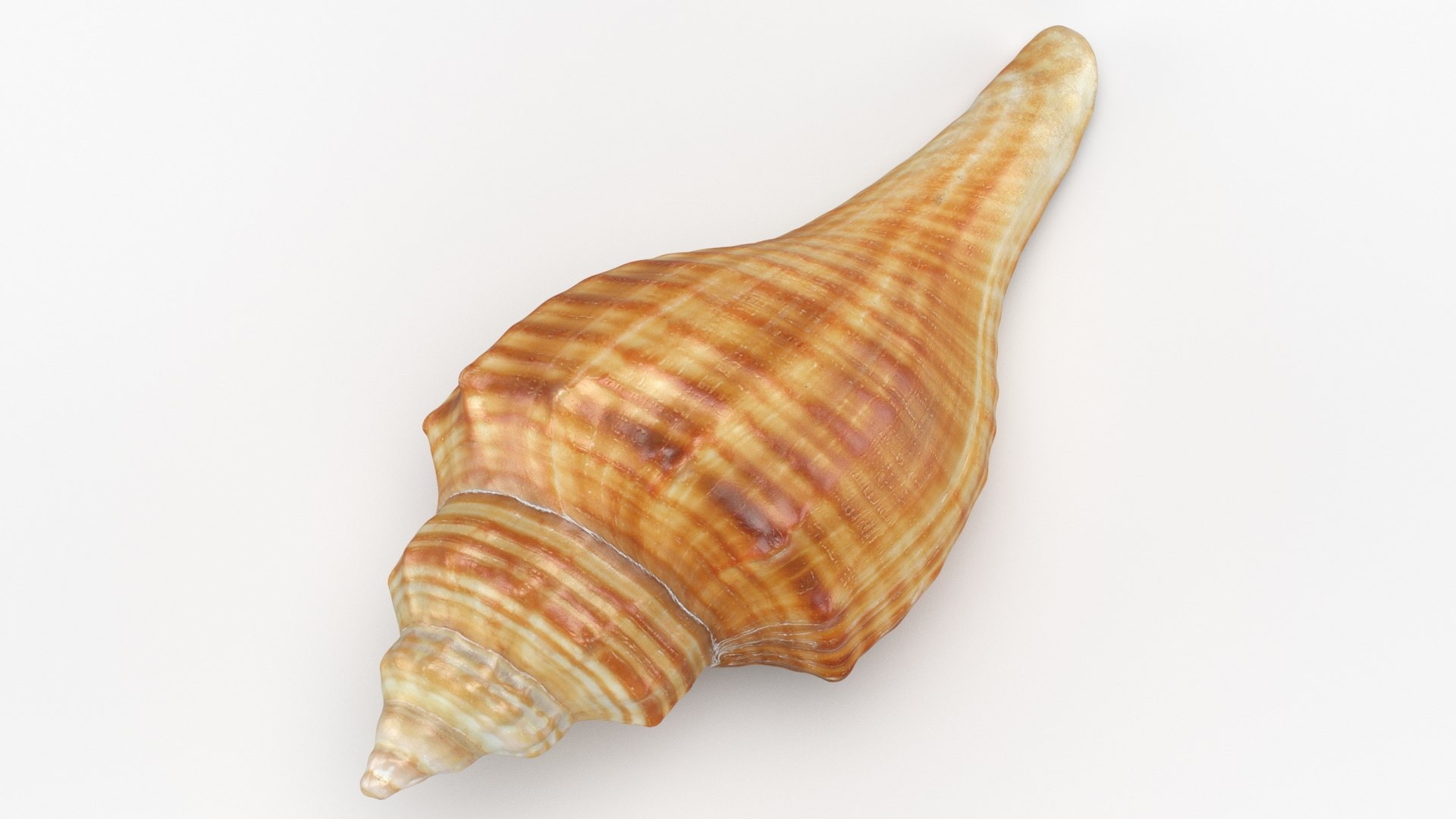 3D Seashells Collection 3 model https://p.turbosquid.com/ts-thumb/oC/Ds4fMK/Z8/hemifusustuba_b0002/jpg/1757253575/1920x1080/fit_q87/156c20eaa0aad1078a0fee865c1564cf8d63722d/hemifusustuba_b0002.jpg