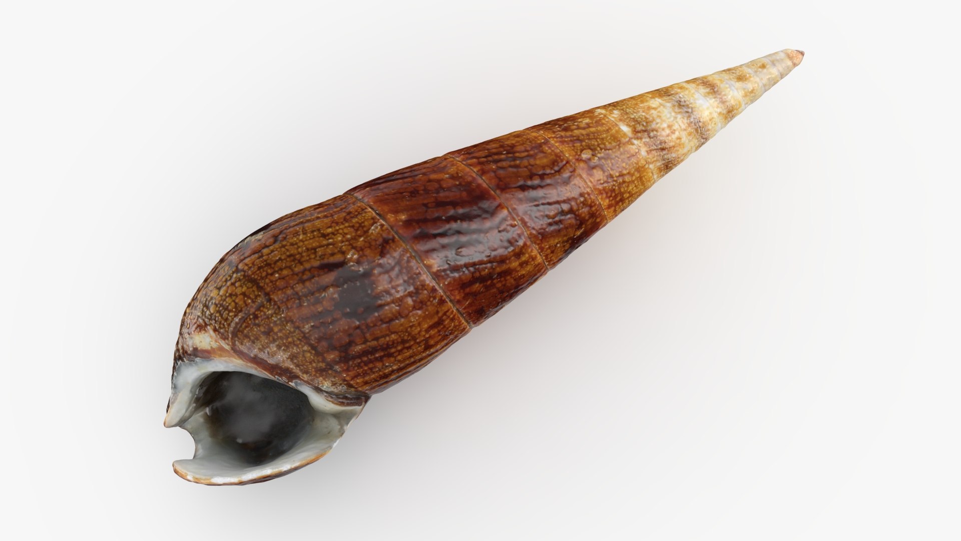 3D Seashells Collection 3 model https://p.turbosquid.com/ts-thumb/oC/Ds4fMK/fm/faunusater_a0001/jpg/1757253571/1920x1080/fit_q87/74deffad928663f86daf2cc49432f4c9b9b2b68d/faunusater_a0001.jpg