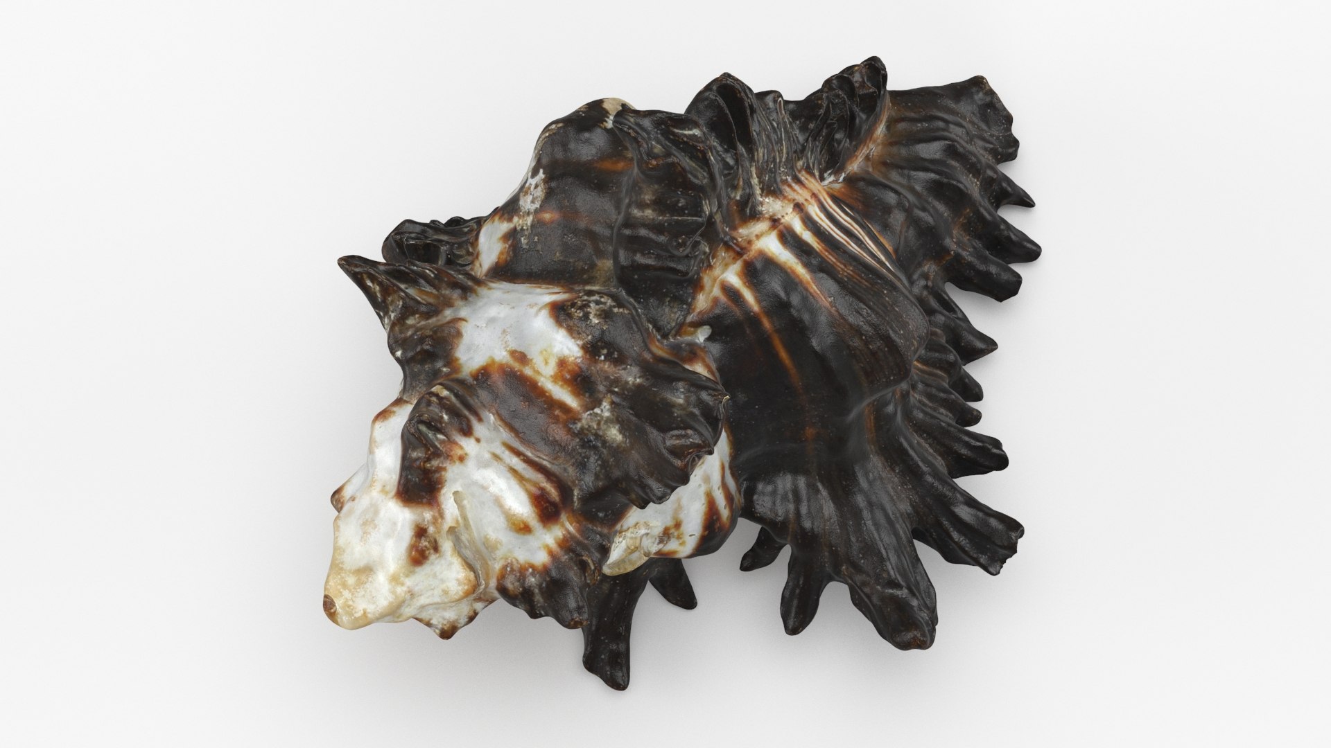 3D Seashells Collection 3 model https://p.turbosquid.com/ts-thumb/oC/Ds4fMK/kh/vasumtubiferum_b0002/jpg/1757253587/1920x1080/fit_q87/c1475c18b0e9c0325e7674b415ec8e4cd3484935/vasumtubiferum_b0002.jpg
