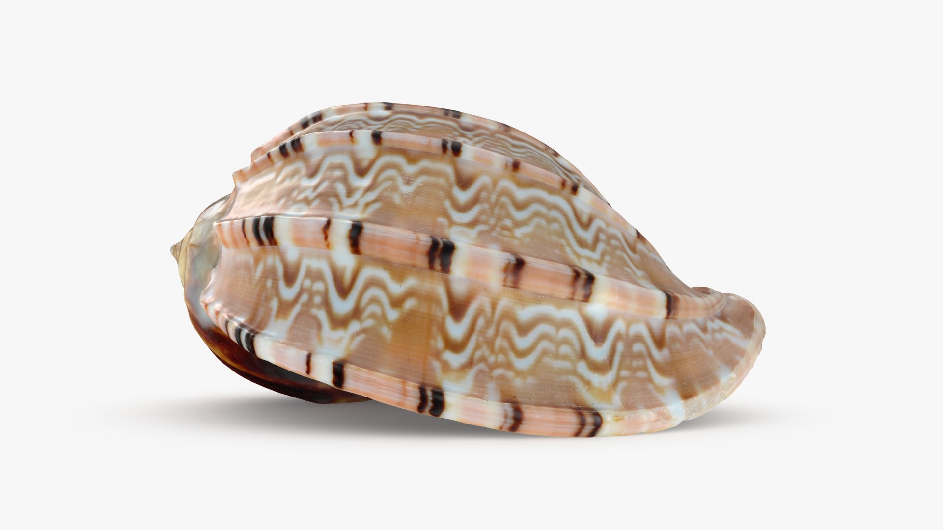 3D Seashells Collection 3 model https://p.turbosquid.com/ts-thumb/oC/Ds4fMK/sD/carambolasnailshell_b0000/jpg/1757253563/1920x1080/fit_q87/1f660268631713db9b153fa209d5b25da63de763/carambolasnailshell_b0000.jpg