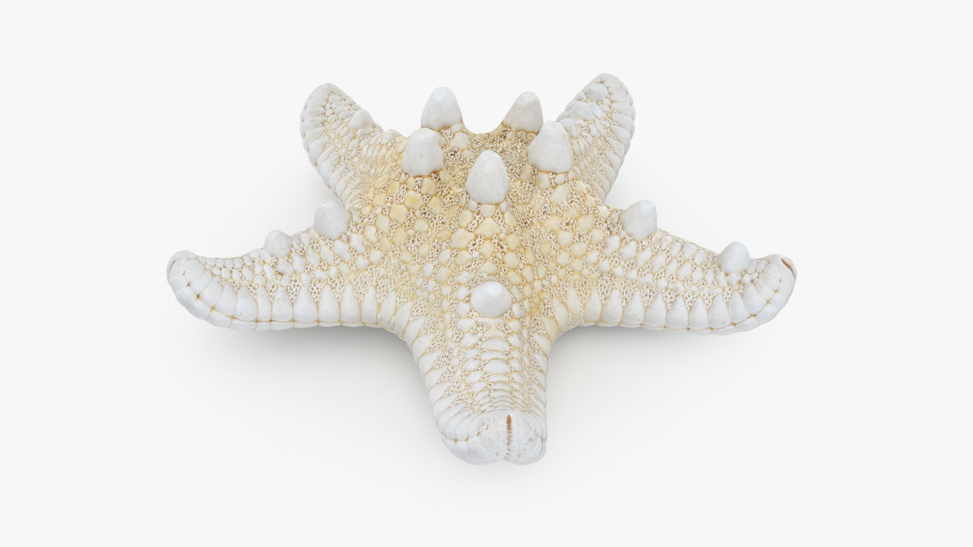 3D Seashells Collection 3 model https://p.turbosquid.com/ts-thumb/oC/Ds4fMK/te/starfish_b0004/jpg/1757253584/1920x1080/fit_q87/daf220fa8c34d7d933e61aec8a215e2b221641f9/starfish_b0004.jpg