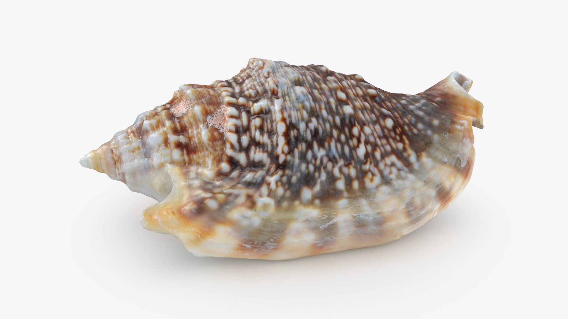 3D Seashells Collection 3 model https://p.turbosquid.com/ts-thumb/oC/Ds4fMK/tw/euproaurisdianae_a0001/jpg/1757253571/1920x1080/fit_q87/d4fb8e90eb6f155baf5f0e9f2cd87c443b5a6785/euproaurisdianae_a0001.jpg