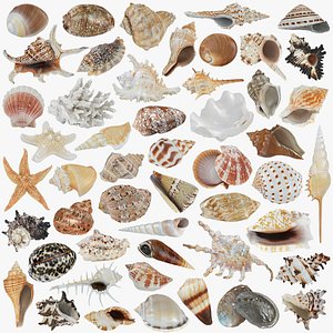 Seashells Collection 3