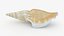 Seashells Collection 3