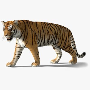 Tiger Amur Animated 3D Model $119 - .max .3ds .dae .obj .fbx - Free3D