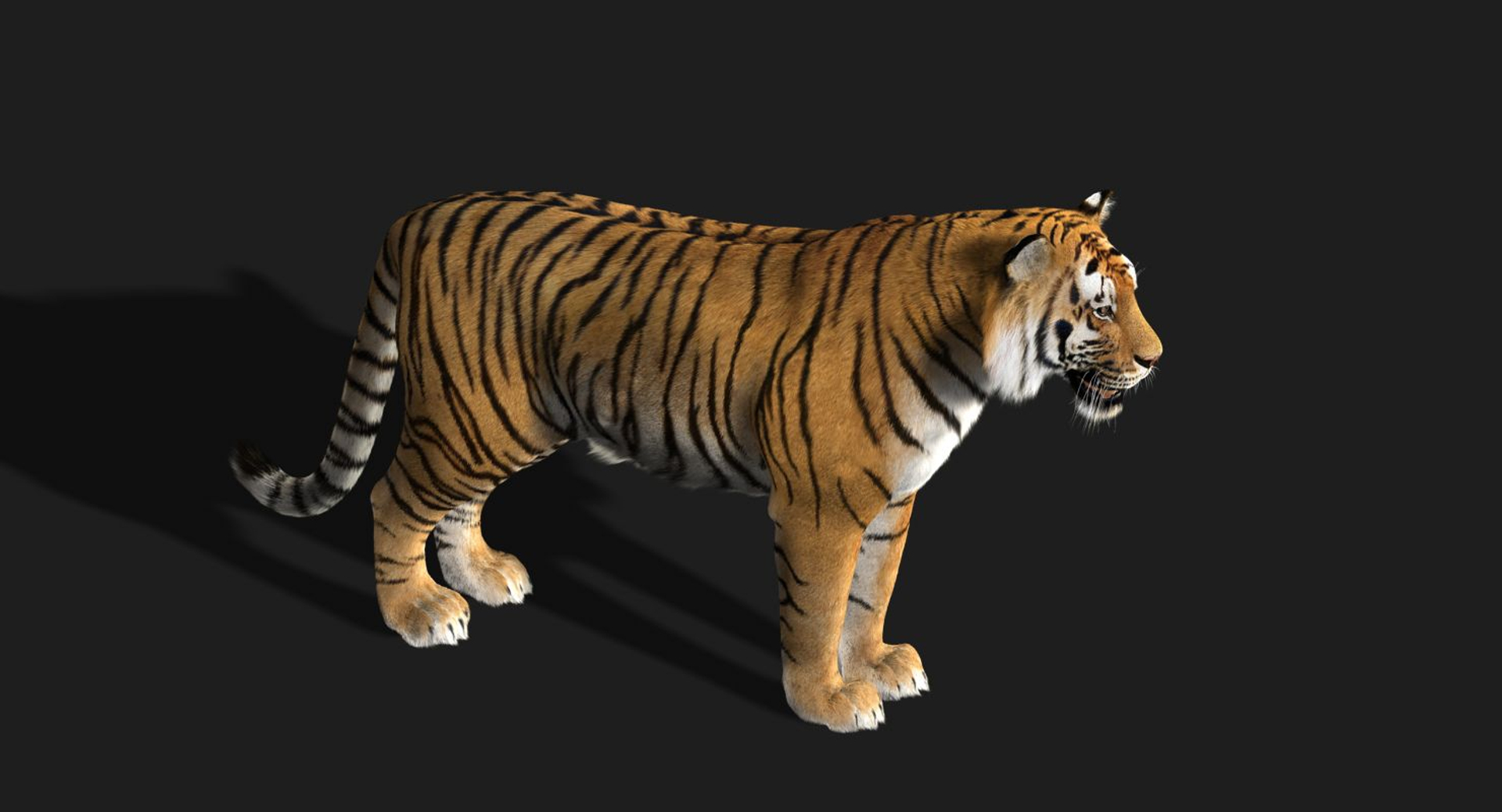 3d Model Tiger Fur