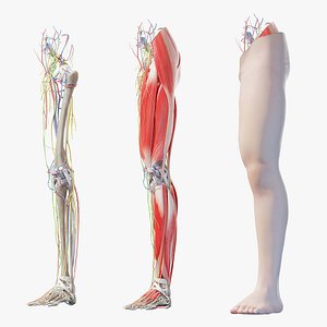 Human Male Leg Anatomy 3D model