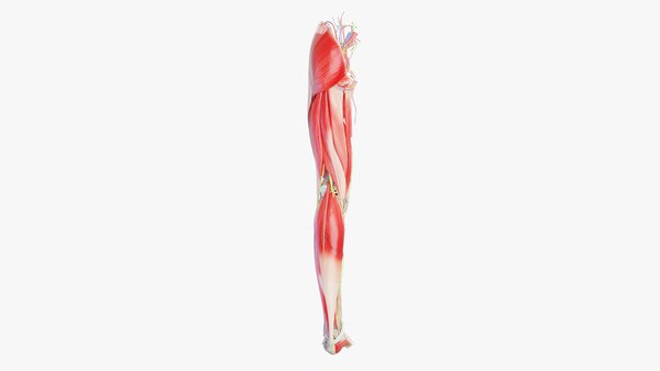 Human Male Leg Anatomy 3D model - TurboSquid 1737958