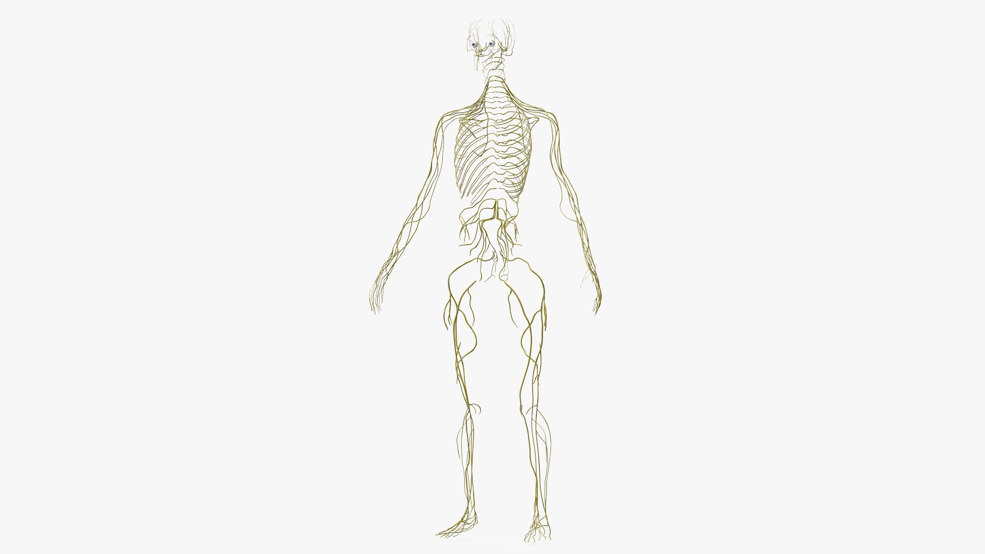 Female Nervous System 3D model preview