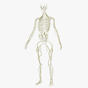 Female Nervous System