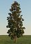 Magnolia Tree (1)