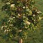 Magnolia Tree (1)
