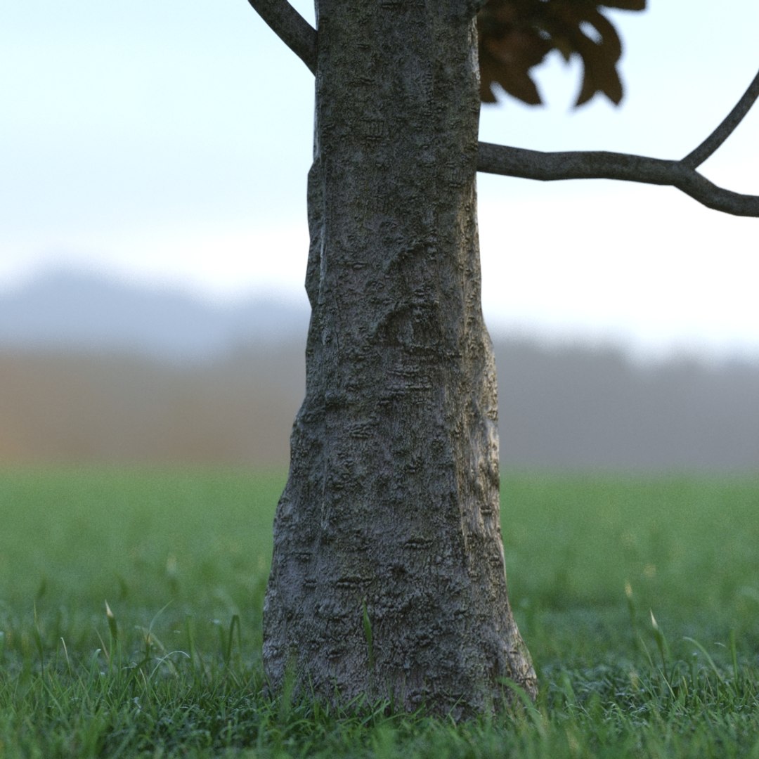 3d magnolia tree leafs model https://p.turbosquid.com/ts-thumb/oC/Rv9nr2/6dnH2Uf2/bark/jpg/1490116354/1920x1080/fit_q87/028633605c2d0d41960ea8737de84526c8f048f9/bark.jpg